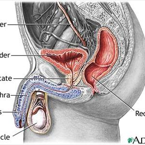 Penicillin Uti - How To Recognize And Treat UTI