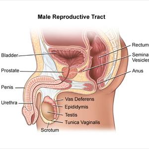 Tests For Chronic Uti Support - Cure A UTI - 7 Alternative Treatments That Work