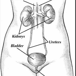 Strong Smelling Urine Vids - Urinary Tract Cures - Why Remedies For Urinary Infection Work Better Than Antibiotics?