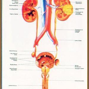 Uti Blood -  Urological Disorders Are Treated By Atlanta Urology Specialists