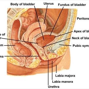  UTI Remedies 