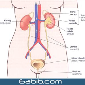 Affect Urinary Tract Infection Urine - How Can You Diagnose Urinary Infection?