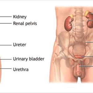 Urinary Tract Infection Cause 