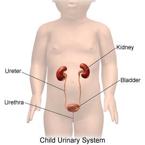 Treatment Uti - 5 Sure-Fire Tips For Treating A Urinary Tract Infection