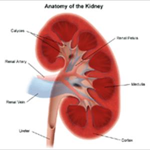  Cancer Of The Urinary Bladder