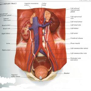 Utis In Men - How Does Vesico-Ureteral Reflux Leads To Kidney Infection?