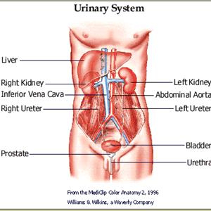 Detect Bladder Infections 