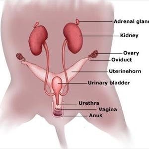 Causes Of Urine Smell 