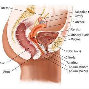 Urinary Tract Infection E Coli - What Is A Urinary Tract Infection