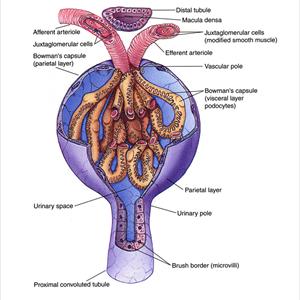 Urinary Tract Infection Drugs - Home UTI Remedies - Cure Yourself At Home