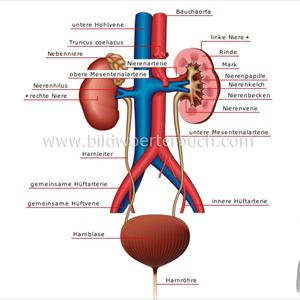 Urinary Tract Infection In Kid - Remedy For Urinary Tract Infections- A Natural Vaccine To Kill Uti Bacteria