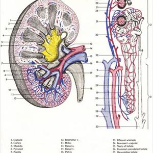 Painful Bladder 