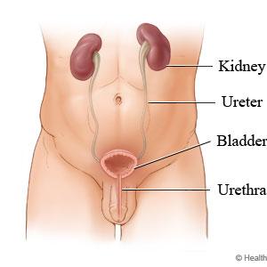  Urinary Medication Or Remedy For UTI