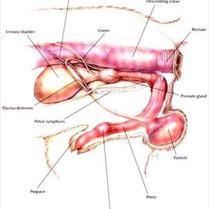 Uti Blood -  Urological Disorders Are Treated By Atlanta Urology Specialists