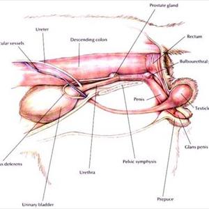 Foul Smelling Urine Photos - Urinary Tract Cures - Why Remedies For Urinary Infection Work Better Than Antibiotics?