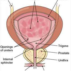 Bladder Inflammation Videos - About Urinary Tract Infection - Prevention And Treatments