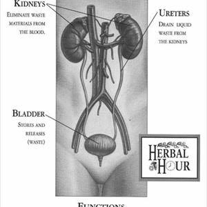  Natural Bladder Control â€“ Treatment For Bladder Control