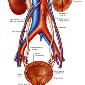 E Coli Urinary Tract Infection 