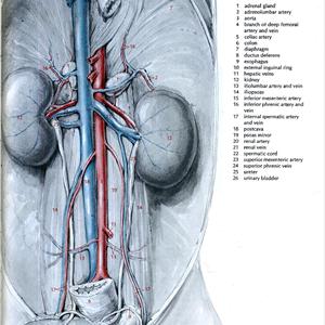 Urinary Tract Infection Home Treatment 