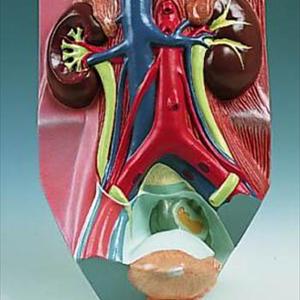 Urinary Tract Infection Drugs Discussions - Symptoms Of Urinary Tract Infections, Treatments