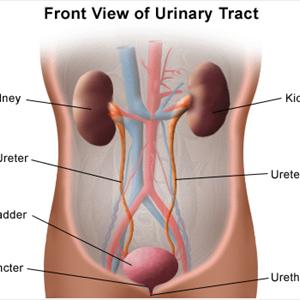 Alternative Treatments For Chronic Uti Answers - For Treatment Of Urinary Tract Infections