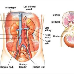 How To Prevent Urinary Tract Infection - How Does Vesico-Ureteral Reflux Leads To Kidney Infection?