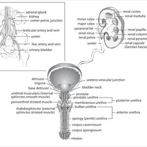 Uti Infection Medication - Urinary Tract Treatments - The Most Effective Treatment For Under $5