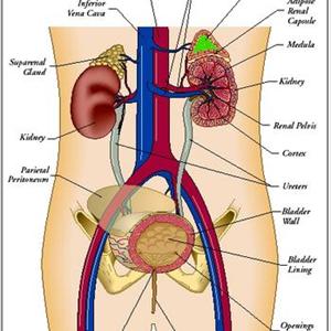 Female Uti 