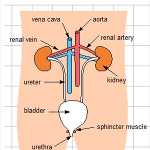 Uti Symptoms And Treatment - Detection, Diagnosis And Treatment Of Kidney Infections
