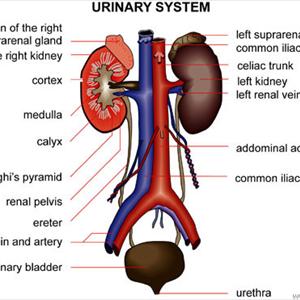 Cure Your Uti Fast - Cure A UTI - 7 Alternative Treatments That Work