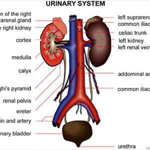  Cure A UTI 