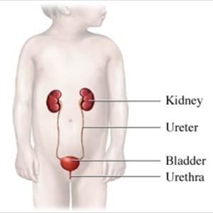 Uti Lower Back Pain - How To Protect Your Urinary Tract From Infections?